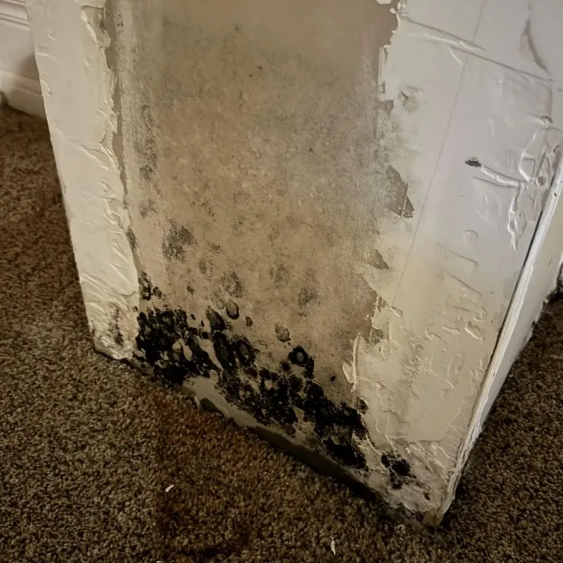 Professional Mold Removal in Georgetown, CO
